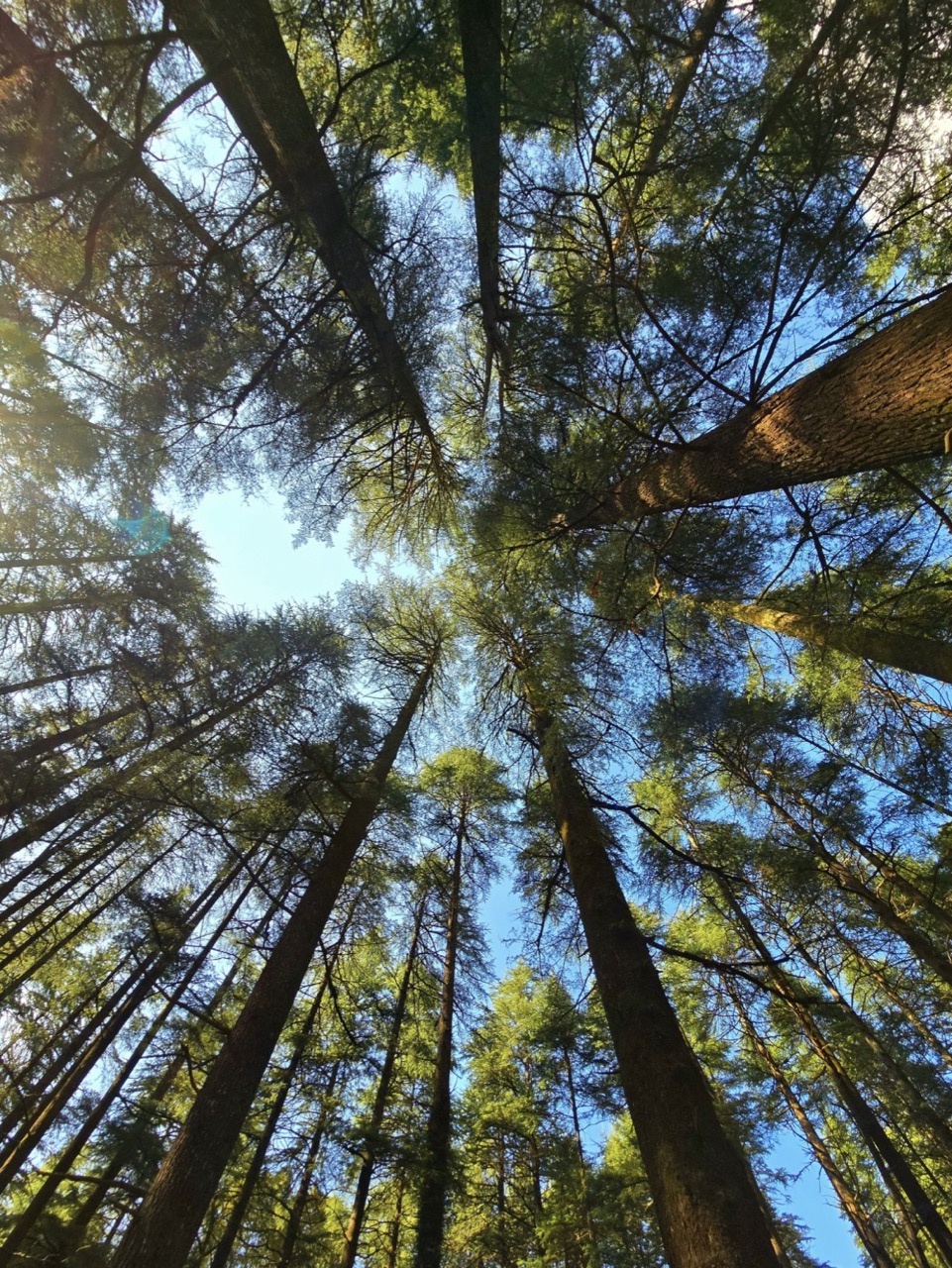 Bomen van onderaf gezien, met de lucht erdoorheen