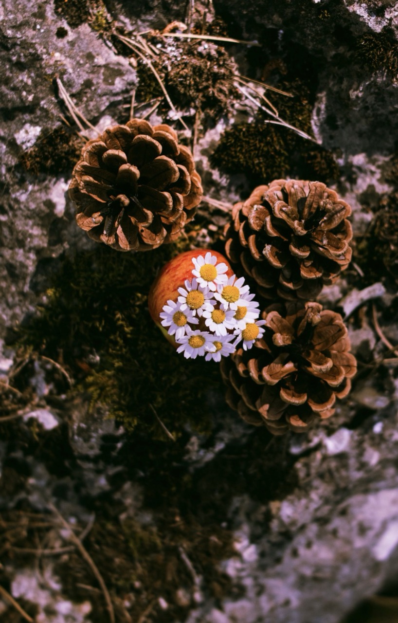 Close-up van dennenappels en kleine witte bloemen op mos