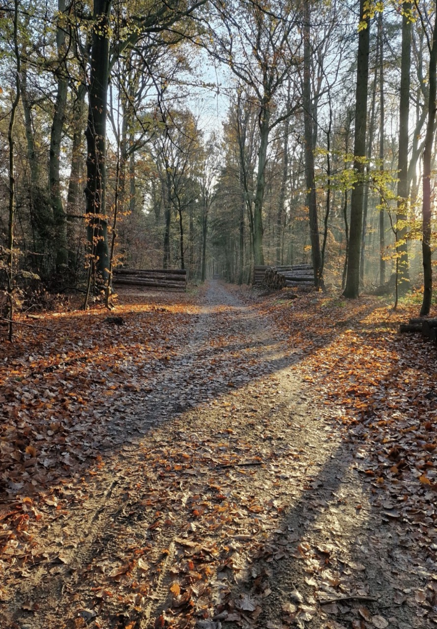 Bospad in de herfst met warm ochtendlicht tussen de bomen